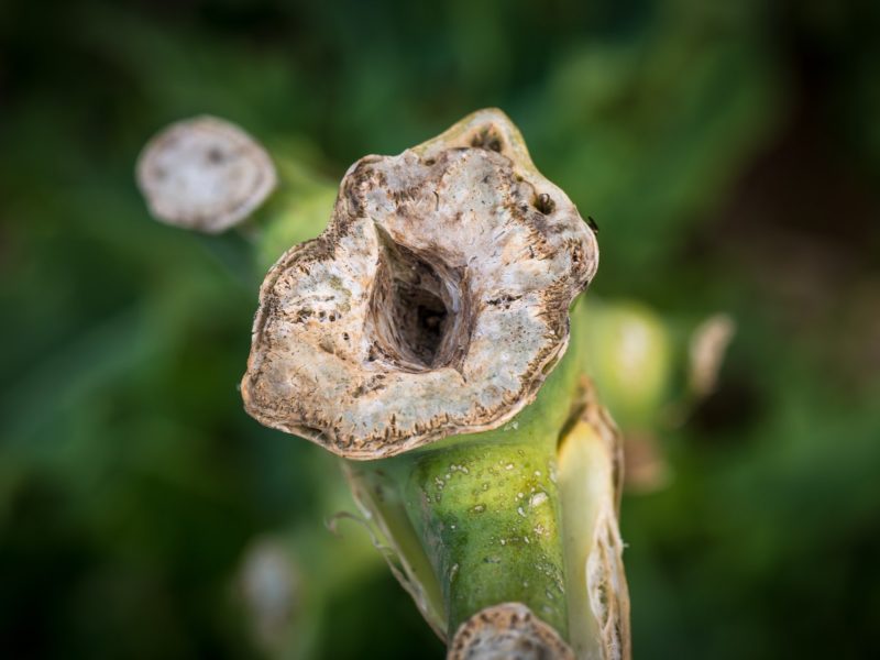 Foto Natura | Armando Montella Photography