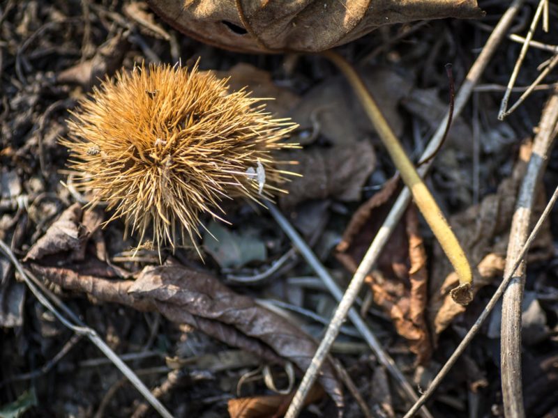 Foto Natura | Armando Montella Photography