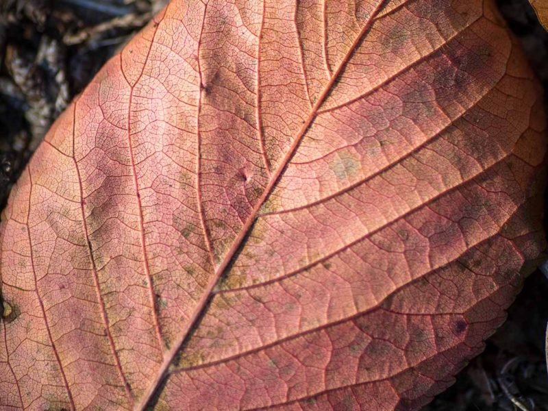 Foto Natura | Armando Montella Photography