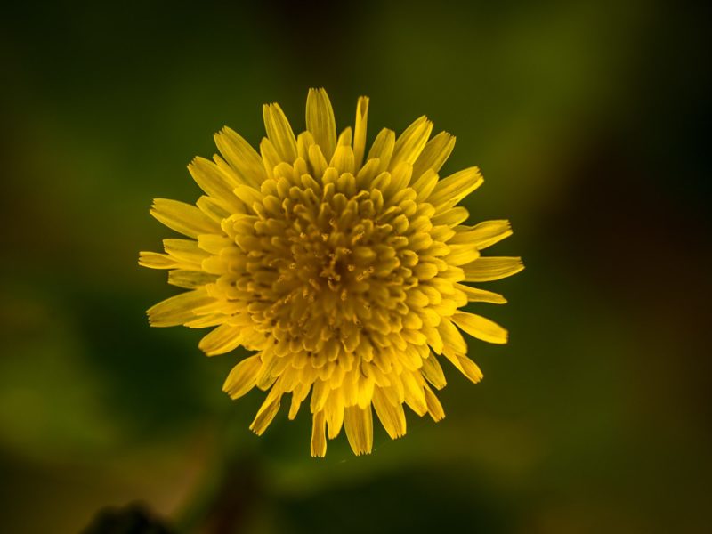 Foto Natura | Armando Montella Photography