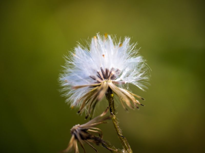 Foto Natura | Armando Montella Photography