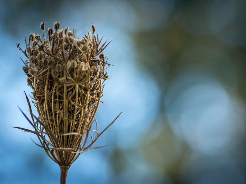 Foto Natura | Armando Montella Photography